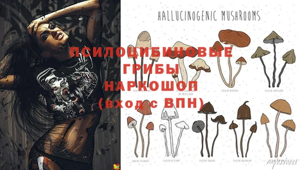 ГАЛЛЮЦИНОГЕННЫЕ ГРИБЫ Заволжье